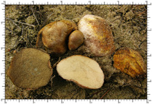 Rhizopogon vulgaris